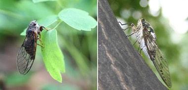 본문 이미지 - 세모배매미(왼쪽)와 참매미. ⓒ News1