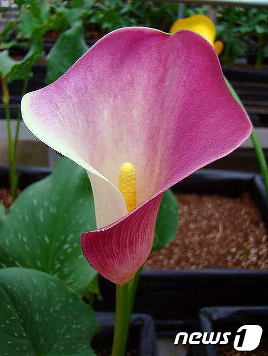 본문 이미지 - 강원도농업기술원이 자체 개발한 유색칼라 신품종 '립글로' 개화 모습.(강원도농업기술원 제공) 2014.7.9/뉴스1 © News1   이예지 기자