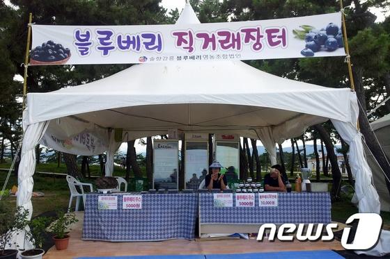본문 이미지 - 강릉시가 15일까직 경포해변에서 운영하는 블루베리 직거래장터. (사진제공=강릉시) 2014.8.1/뉴스1