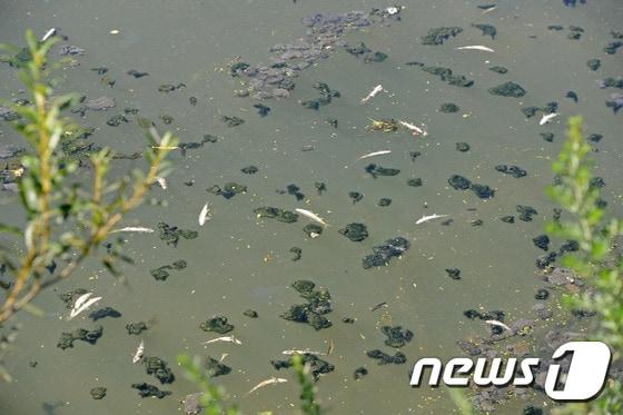 본문 이미지 - 1일 오전 강릉 남대천 하류 부근에서 산란기를 앞두고 있는 은어떼가 배를 뒤집고 죽어 있다. 강릉시는 은어 폐사 원인을 장기화된 가뭄과 높은 낮기온으로 말미암은 용존산소량 부족으로 추정하고 있다. 2014.8.1/뉴스1