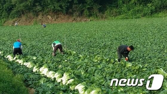 본문 이미지 - 농민들이 강원도 고랭지 배추를 수확하고 있다./뉴스1 ⓒ News1 홍성우 기자