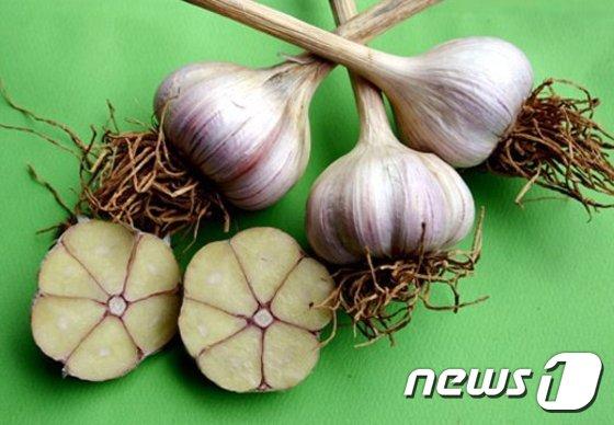 본문 이미지 - 서산6쪽마늘ⓒ News1 / ⓒ News1