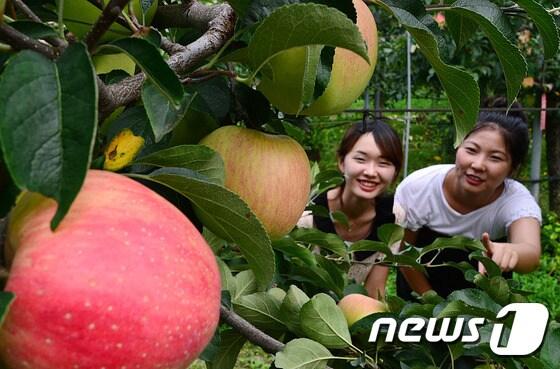본문 이미지 - 처서를 하루 앞둔 22일 오후 경기도 수원 농촌진흥청 국립원예특작과학원에서 직원들이 여물어가는 사과를 보며 가을이 왔음을 느끼고 있다. 2014.8.22/뉴스1 ⓒ News1 김영진 기자