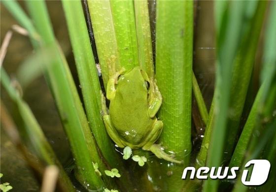 본문 이미지 - 수원의 고유종이자 환경부지정 1급 멸종위기종인 ‘수원청개구리’가 수원 평동 일원 농경지에 서식하고 있는 것으로 확인됐다./사진제공=수원시청 ⓒ News1