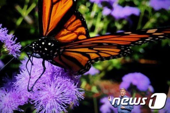 본문 이미지 - US-APPLE-UNVEILS-IPHONE-6