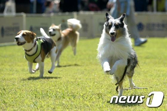 본문 이미지 - 동물을 매개로 해 사회적·심리적으로 소외된 사람들을 치료하는 동물매개심리치료가 좋은 반응을 얻고 있다. 치유 질환은 우울증, 치매, 주의력결핍 과잉행동장애(ADHD) 등 매우 다양하다./뉴스1 ⓒ News1 안은나 기자