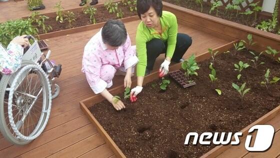 본문 이미지 - [자료] 한 요양원 옥상텃밭에서 어르신들이 작물을 가꾸고 있다<남구 제공>ⓒ News1 2014.09.30/뉴스1 ⓒ News1