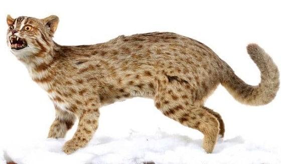 본문 이미지 - 삵의 특징