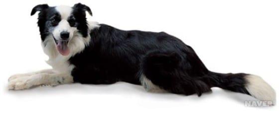 본문 이미지 - 가장 머리 좋은 개 1위로 꼽힌 보더콜리