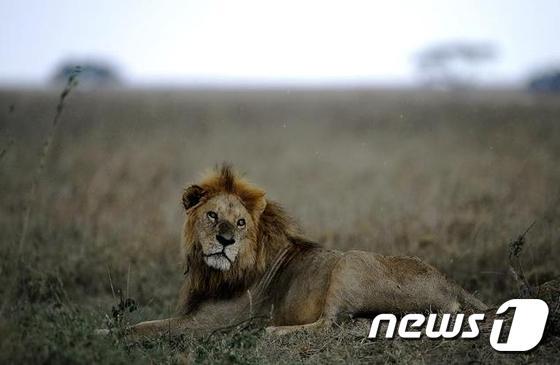 본문 이미지 - 동아프리카 탄자니아의 타랑지르 국립공원 안에서 사자가 멍하니 앉아있다. ⓒ AFP=뉴스1