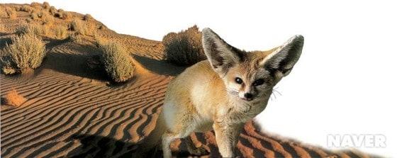 본문 이미지 - 페넥여우의 특징(출처=네이버)