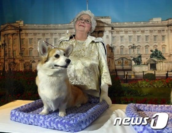 본문 이미지 - 강아지의 평균 기억 지속 시간이 2분이라는 실험 결과가 나왔다. ⓒ News1