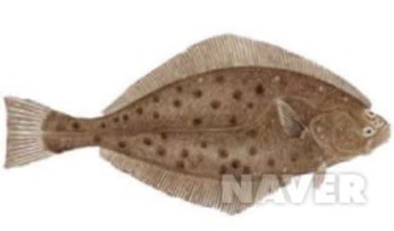 본문 이미지 - 광어(사진 네이버)