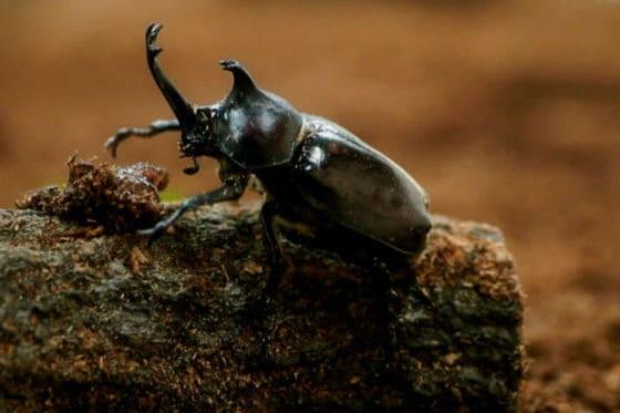 본문 이미지 - 장수풍뎅이 특징