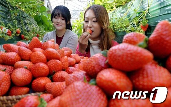 본문 이미지 - 딸기는 2월이 제철이다. ⓒ News1 이재명 기자