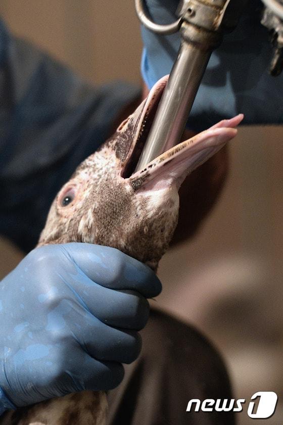 본문 이미지 - 푸아그라를 만들기 위해 거위의 주둥이에 튜브를 꽂아 사료를 주입하고 있다. ⓒ AFP=뉴스1