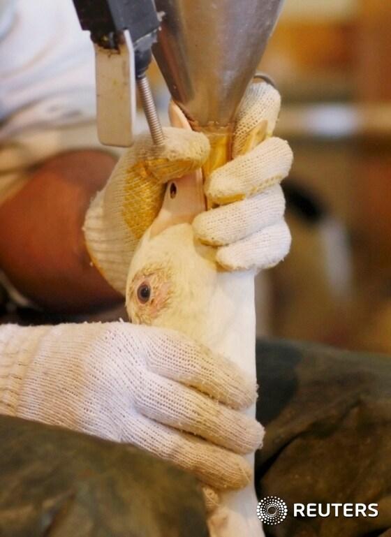 본문 이미지 - A Mulard duck is being fed by a employee at the Ferme Basque in St-Urbain in this file photo