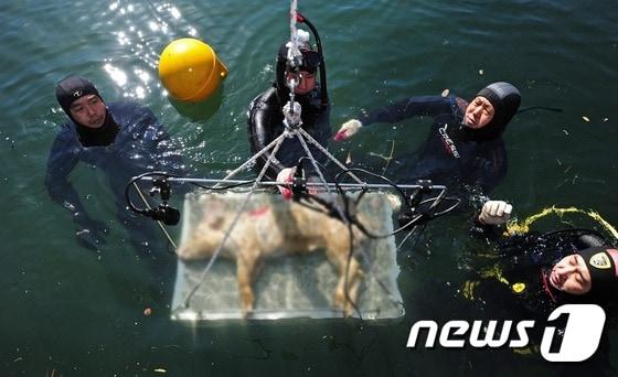 본문 이미지 - 13일 오전 전북 김제시 백구 반월리 담수호에서 전북지방경찰청 형사과 과학수사대원들이 '수중 증거물 증명력 향상 실험'을 하고 있다. 국내최초로 담수호에서 진행된 이번 실험을 통해 전북경찰청 과학수사대원들은 산 돼지와 죽은 돼지를 담수호에 입수시킨 후 사인규명을 위한 비교 실험으로 돼지가 익사 후 수면으로 떠오르는 시점과 부패진행과정 및 지문, 유전자 등 증거물 검출여부를 확인했다.2015.10.13/뉴스1 ⓒ News1 김대웅 기자