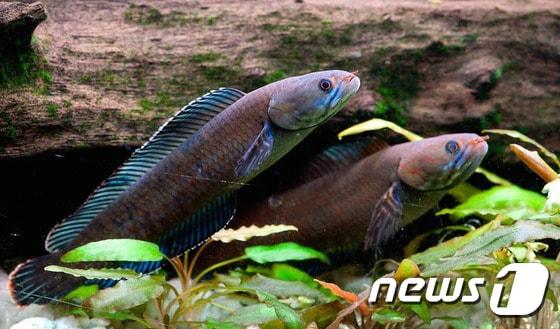 본문 이미지 - 세계자연보호기금(WWF)이 2009~2014년간 히말라야 동부에서 221개의 신종을 발견했다. ⓒ AFP=뉴스1