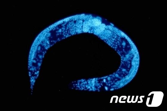 본문 이미지 - 예쁜꼬마선충(C. elegans)ⓒAFP=News1