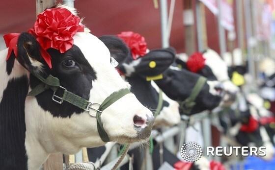 본문 이미지 - 젖소 우리 모습./ⓒ 로이터=뉴스1