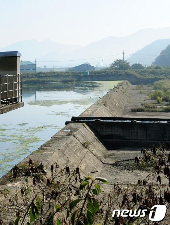 본문 이미지 - 2일 오전 전북 완주군 고산면 어우리에 위치한 '어우보(洑)'에 물이 막혀 있다. 어우보 물은 만경강을 통해 새만금으로 내려가야하지만 인공수로를 통해 옥구저수지로 흘러들어가고 있어 하천유지수가 모자란 만경강과 새만금 수질악화에 영향을 미치고 있다. 2015.10.2/뉴스1 ⓒ News1 김대웅 기자