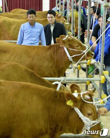 본문 이미지 - 2015 전국 한우경진대회에서 참가자들이 출품된 안성한우를 살펴보고 있다.  ⓒ News1 이재명 기자
