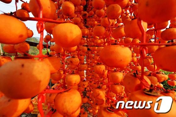 본문 이미지 - 깊어가는 가을 23일 충청남도 논산시 양촌면 감마을에서 감을 햇살에 말리고 있다. 이렇게 매단 감은 50～60일 청량한 가을 바람에 건조되면 달고 쫀득쫀득한 양촌곶감이 된다. 2015.10.23/뉴스1 ⓒ News1 신성룡 기자