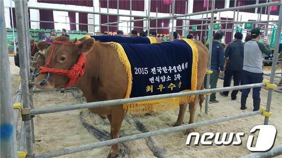 본문 이미지 - '2015년 전국한우 경진대회에서 강원 인제군 이기건 농가가  번식암소 3부 부문 최우수상을 차지한 모습. (뉴스1 DB)