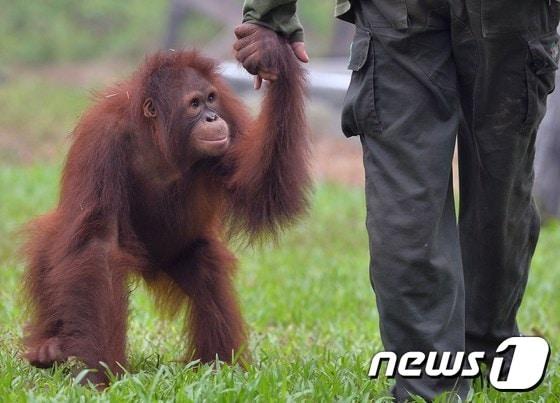 본문 이미지 - 인도네시아에서 발생한 산불 연무로 멸종위기에 처해 있는 오랑우탄도 극심한 피해를 입고 있다.. 사진은 26일 촬영됐다. 보르네오 섬에 있는 재활센터에서 오랑우탄이 직원 손을 잡고 산책을 하고 있다 ⓒ News1
