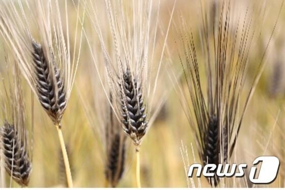 본문 이미지 - 전남농업기술원은 해남 한맥연구회(대표 김성용)를 중심으로 검정보리 재배단지를 조성해 지역특화 소득작목으로 육성하기로 했다. 흑수정찰보리.(전남농업기술원 제공) 2015.10.29ⓒ News1