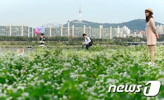 본문 이미지 - 서울 서초구 반포한강공원 서래섬 메밀밭. /뉴스1 ⓒ News1 민경석 기자