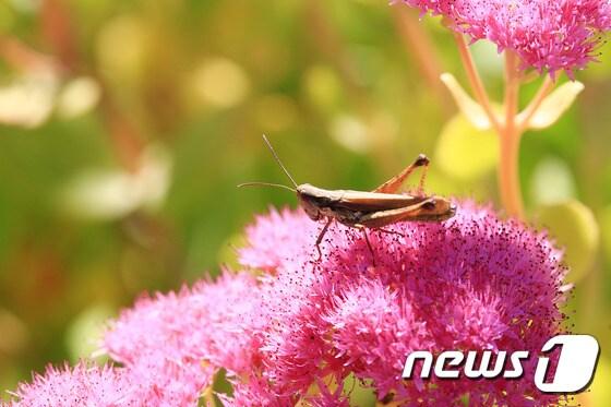 본문 이미지 - [자료사진]야생화ⓒ News1
