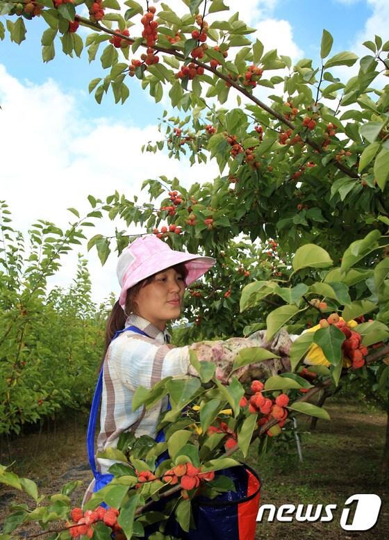 본문 이미지 - 밀양시 산외면 일원에서 년간 8 t정도 수확되는 꾸지뽕은 뽕나무과의 나무로 열매는 자양강장의 효능이 있고, 신체허약증, 정력감퇴, 불면증, 시력감퇴 등에 효능등이 동의보감에 잘 알려져 있다.(밀양시 제공) ⓒ News1 이철우 기자