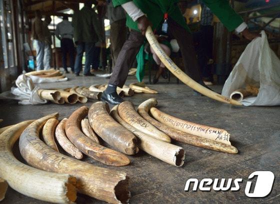 본문 이미지 - 코끼리 상아. (자료사진) ⓒ AFP=뉴스1