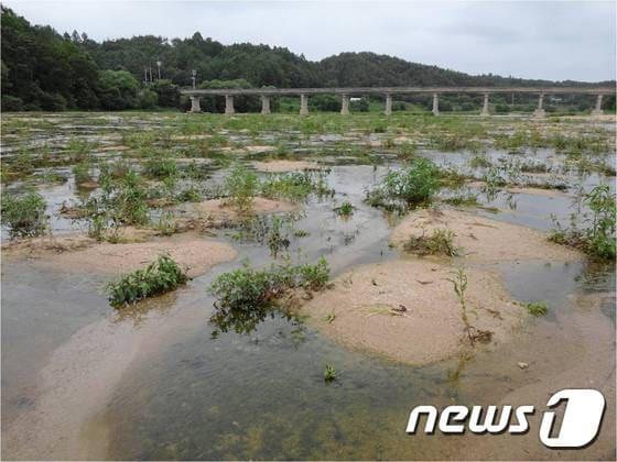 본문 이미지 - 영주댐 건설로 육지화된 영주시 문수면 무섬마을. 이 마을은 국가주요문화재로 지정돼 있다./사진제공=대구환경운동연합ⓒ News1