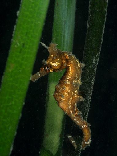 본문 이미지 - 해마.  ⓒ News1star