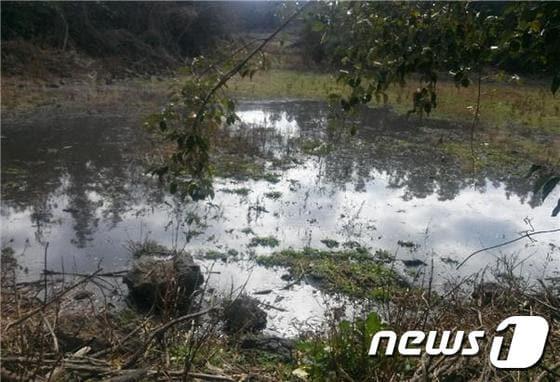 본문 이미지 - 무단 방류된 가축 분뇨.(사진제공=제주시).ⓒ News1
