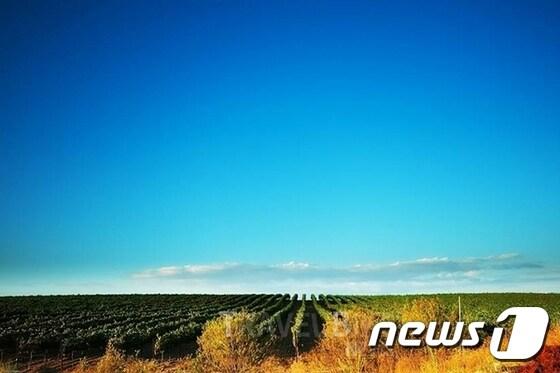 본문 이미지 - 캘리포니아 관광청은 여행객이 방문할만한 가장 매력적인 와이너리 3곳을 소개했다. 사진 / 테메큘라 밸리 와인 컨트리 ⓒ News1