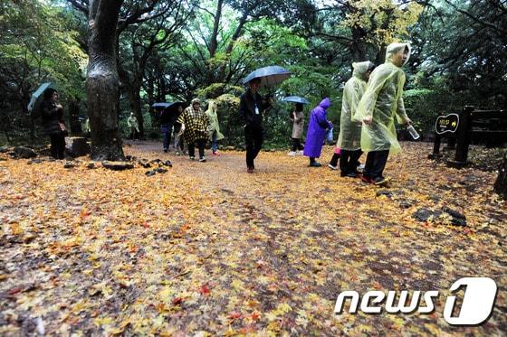 본문 이미지 - 가을비 내리는 제주(자료사진)/뉴스1