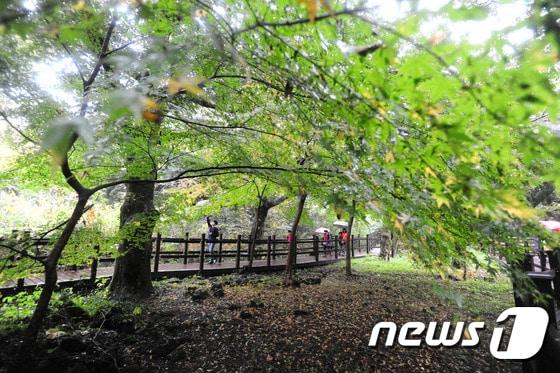 본문 이미지 -  제주시 구좌읍 비자림 숲길에서 많은 도민과 관광객들이 늦가을 정취를 즐기고 있다(뉴스1DB)ⓒ News1