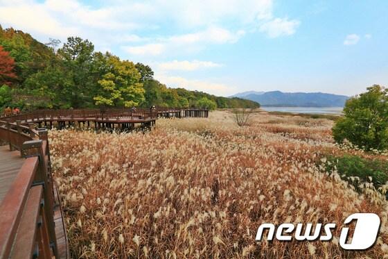 본문 이미지 - 대전 시내버스 60~61번을 이용하면 아름다운 자연경관을 감상할 수 있는  대청호 오백리길 . 사진은 추동의 가을철 억새군락지 ⓒ News1