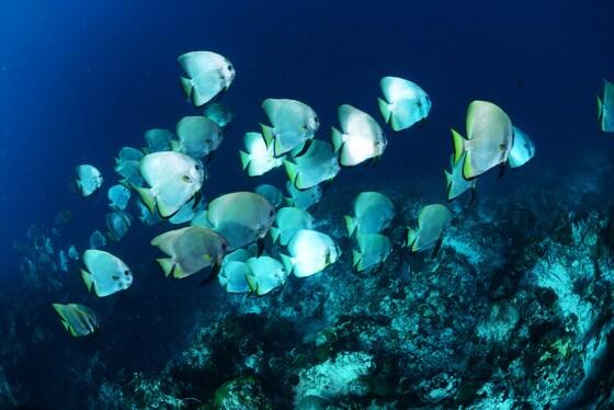 본문 이미지 - 필리핀 세부가 다이버들에게 각광을 받고 있다. ⓒ News1star