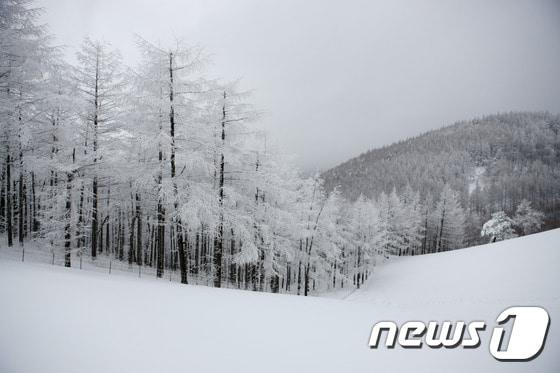 본문 이미지 - 웹투어는 제주도 겨울여행, 국내 인기 눈꽃여행, 온천&스파 호텔 등 3가지로 구성된 연말연시 국내여행 기획전을 선보였다. 사진은 눈 내린 대관령의 모습. 사진 제공/ 한국관광공사  ⓒ News1