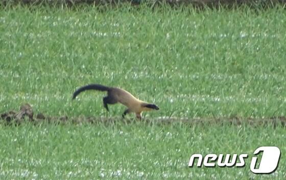 본문 이미지 - 27일 창녕군 유어면 대대리 마늘논을 지나는 담비를 포착했다. 명종위기야생동물 2급으로 분류된 담비는 지난해에 이어 올해도 발견됐다.(이인식교장 제공) ⓒ News1 이철우 기자