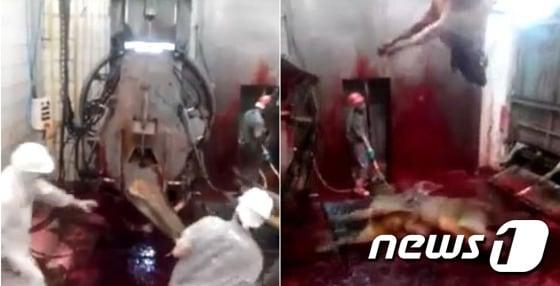 본문 이미지 - 동물보호단체인 동물자유연대에 따르면 최근 일부 해외 청원 사이트와 페이스북 등에 동물학대와 관련한 한국의 잘못된 정보가 올라와 전세계 네티즌들에게 빠르게 확산되고 있다. 사진은 사이트에 올라온 한국내 도축장 소 도축과정 영상 캡처. ⓒ News1