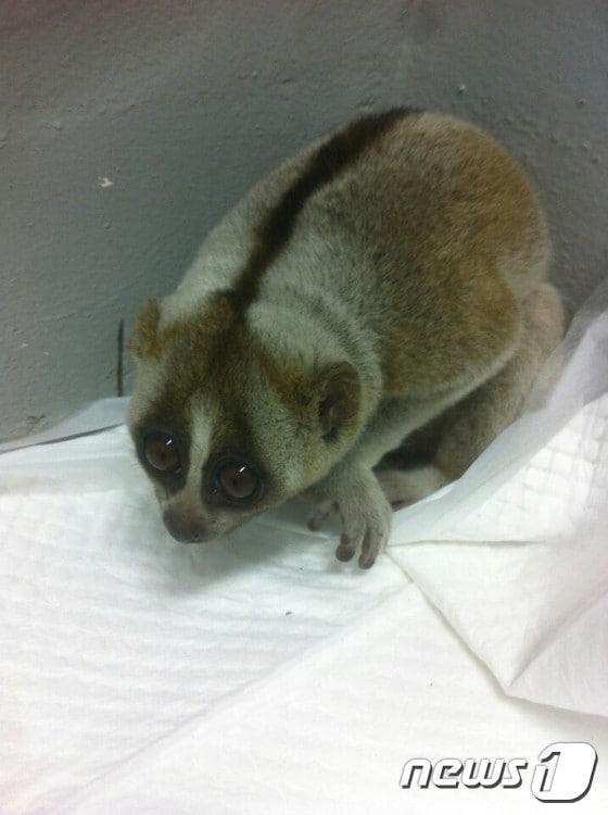 본문 이미지 - 부산 도심 주택가에서 지난 2일 발견된 국제적 멸종 위기 1종 '슬로로리스(SlowLoris)'. (사진 낙동강관리본부 제공) ⓒ News1