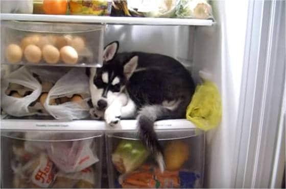 본문 이미지 - 미국 동물 전문 매체 도도(The dodo)는 5일(현지시간) 냉장고에서 휴식을 취하는 시베리안 허스키의 사연을 전했다.(사진 미국 동물 전문 매체 도도 관련 기사 캡처)ⓒ News1