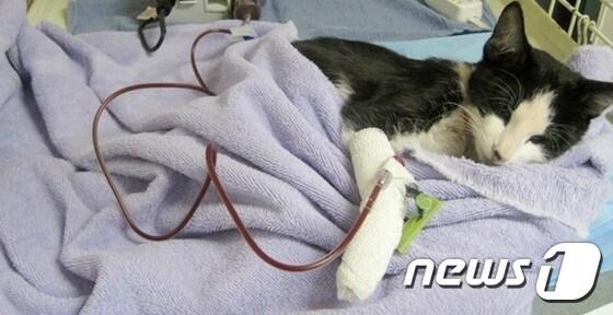 본문 이미지 - 고양이전문병원 백산동물병원(원장 김형준)은 이달부터 '묘한 정(情)을 나누어 주세요'란 슬로건을 내걸고 고양이 헌혈프로그램을 시작했다.(사진 백산동물병원 제공)ⓒ News1