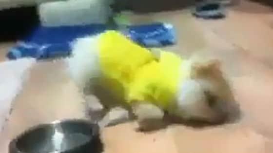 본문 이미지 - 지난해 4월 개에게 소주가 섞인 음식물을 먹여 만취하게 한 남성들이 올린 동영상 속 한 장면. (사진 동영상 캡처) ⓒ News1